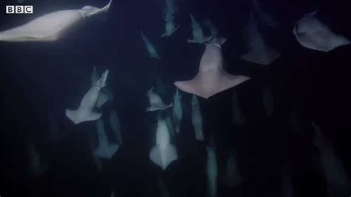 Hundreds of Humboldt squid hunt fish in the Sea of Cortez