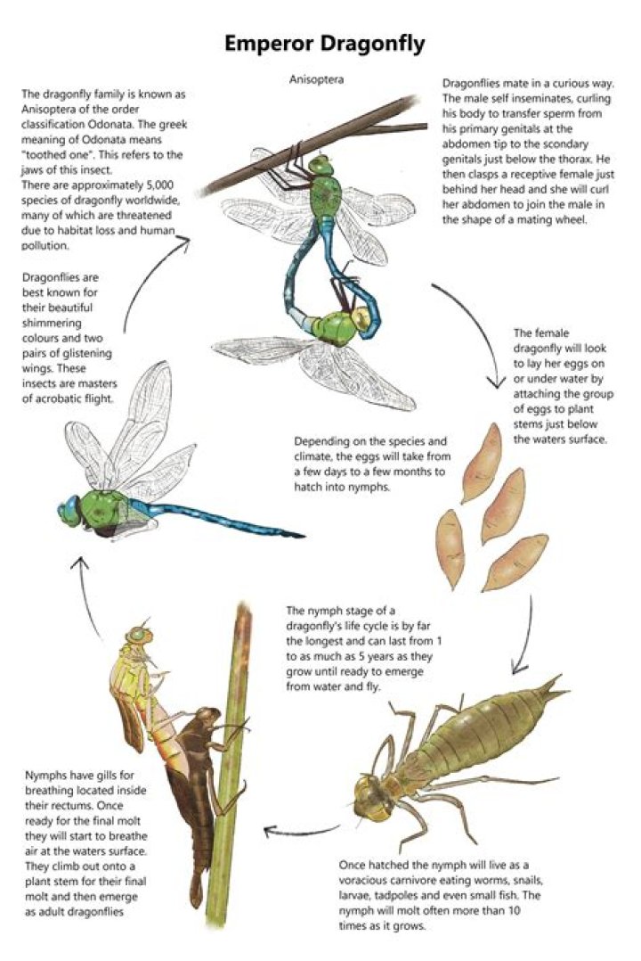 The Metamorphosis of a Dragonfly